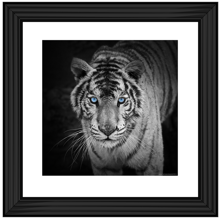 AN001 Blue Eyes Tiger