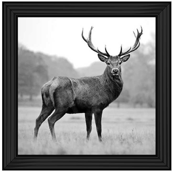 AN007 Proud Deer