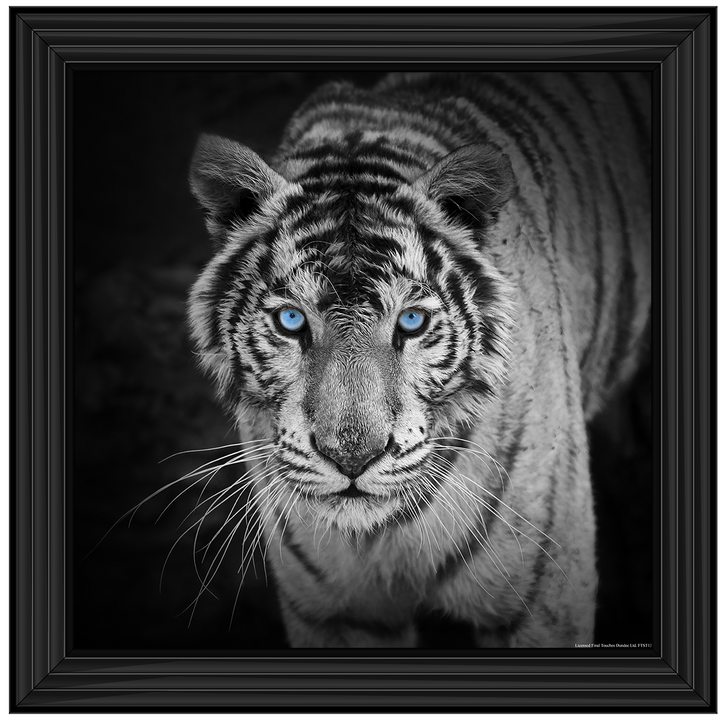 AN001 Blue Eyes Tiger
