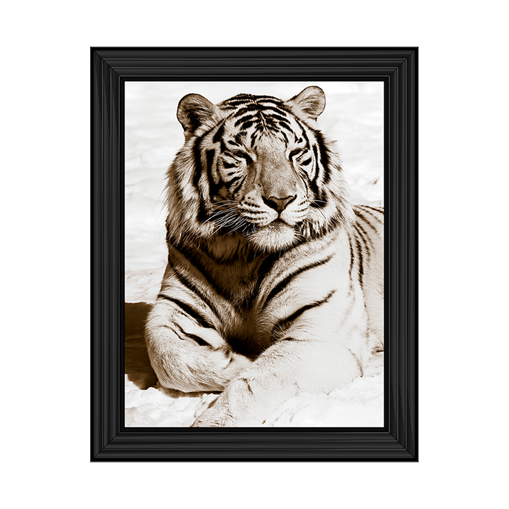 AN043 African Animals Series - Tiger A