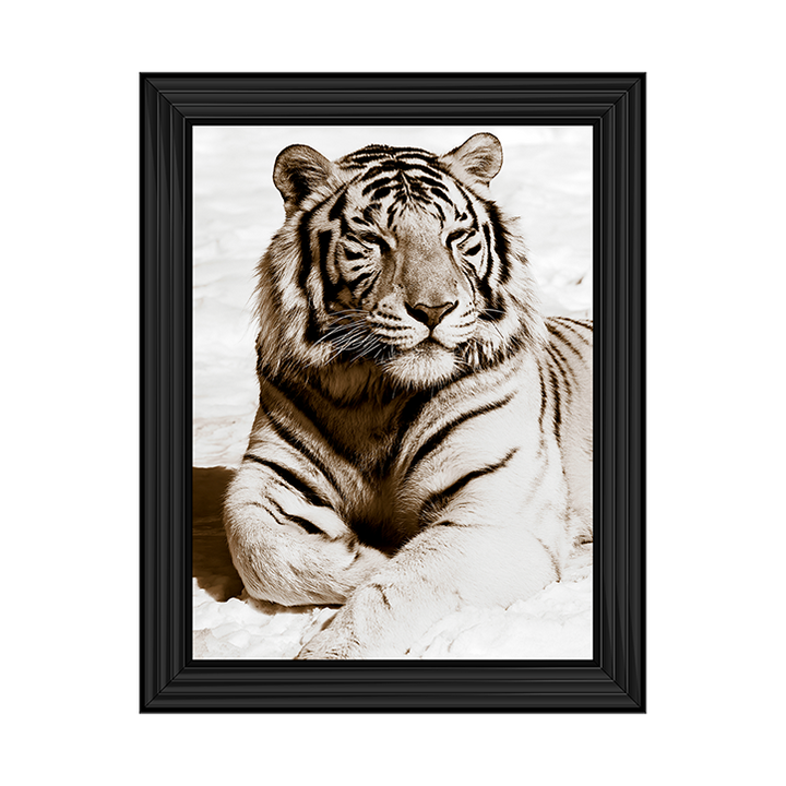 AN043 African Animals Series - Tiger A