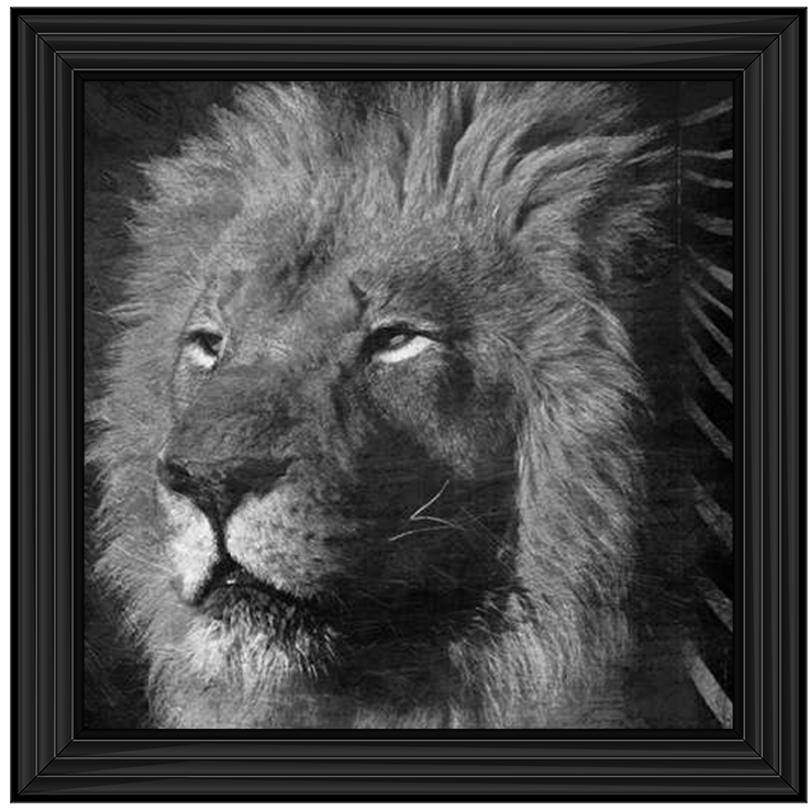 AN047 Animal Instincts Black And White
