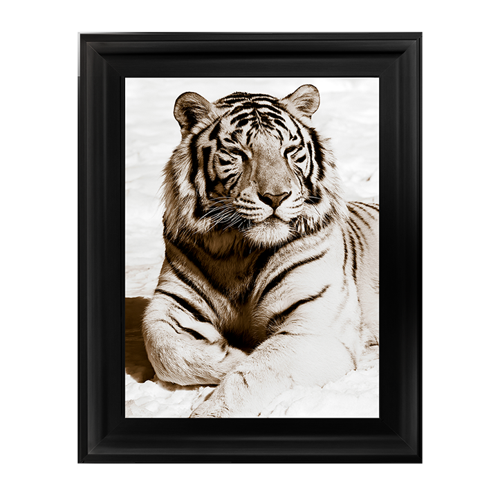 AN043 African Animals Series - Tiger A