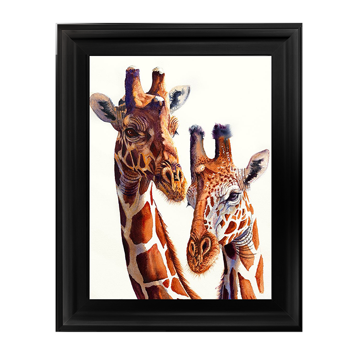 Safari Giraffes