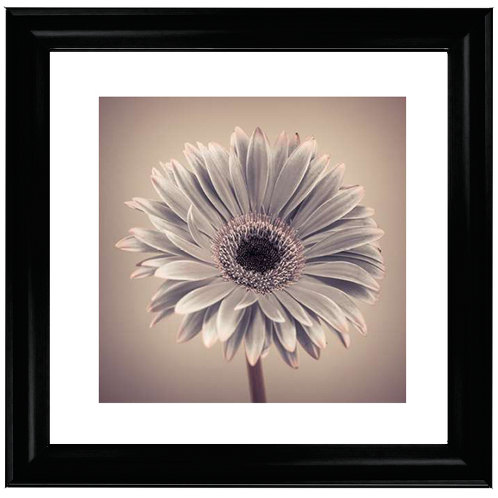 FL013 Pink Gerbera 1