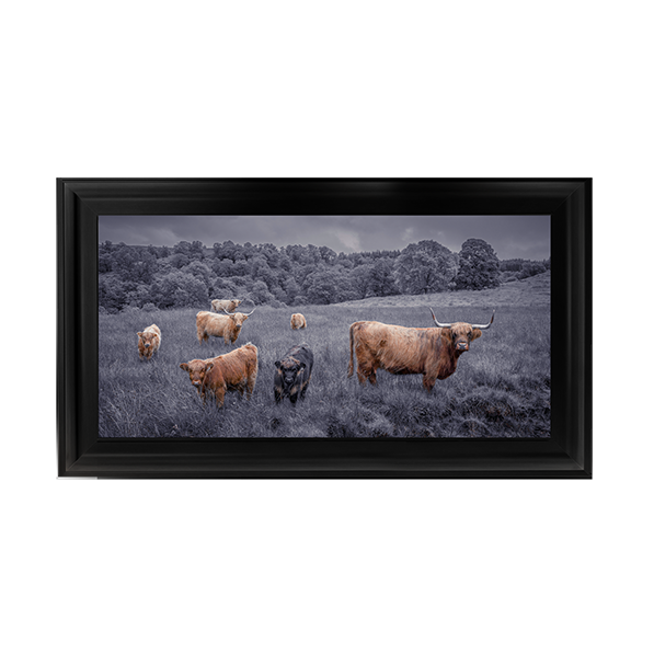Highland Cows Black & White