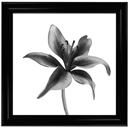 FL012 Lily