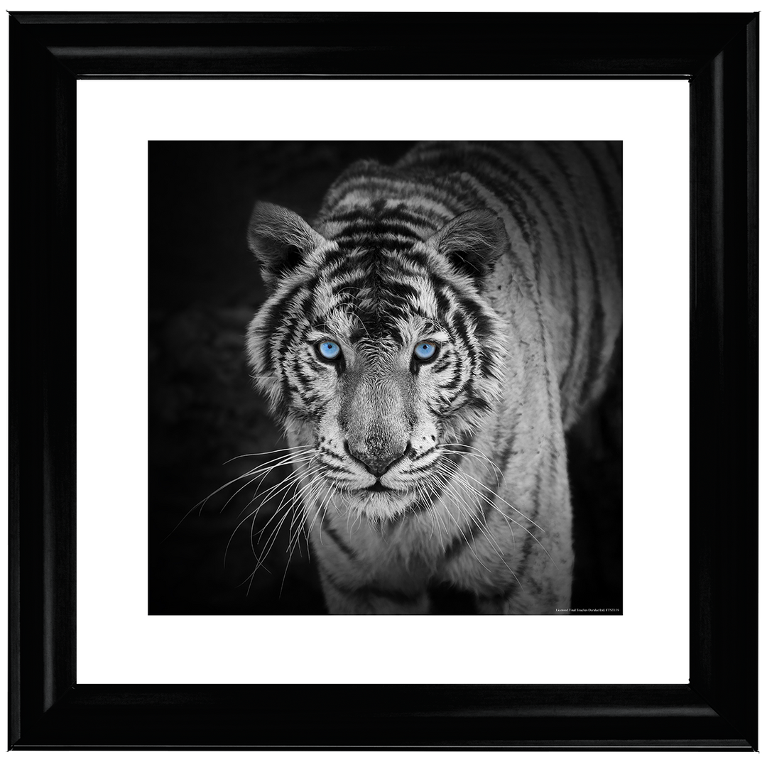 AN001 Blue Eyes Tiger