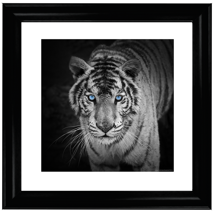 AN001 Blue Eyes Tiger