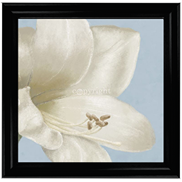 FL017 White amaryllis I