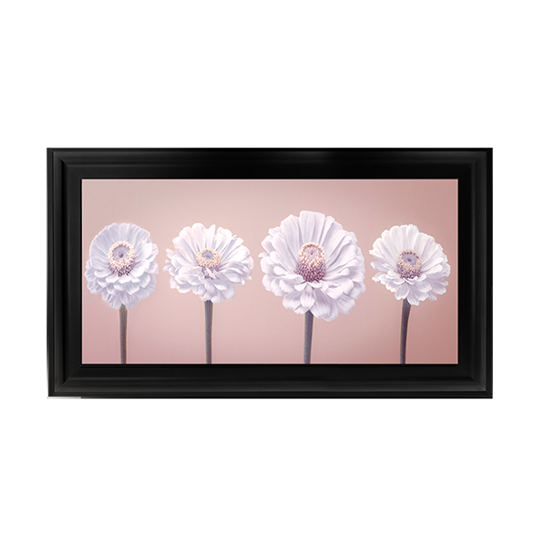 Four Zinnias in a row nude pink