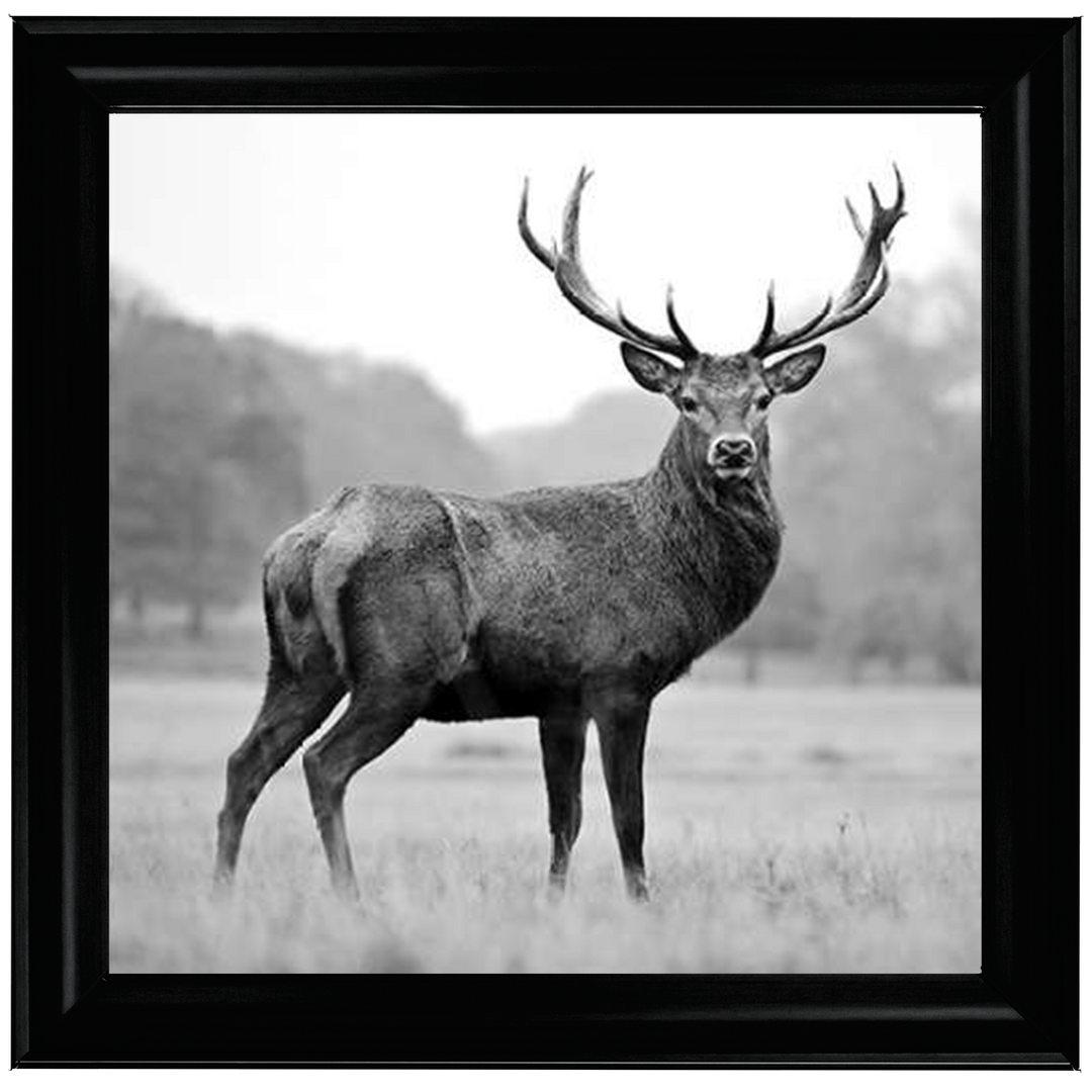 AN007 Proud Deer