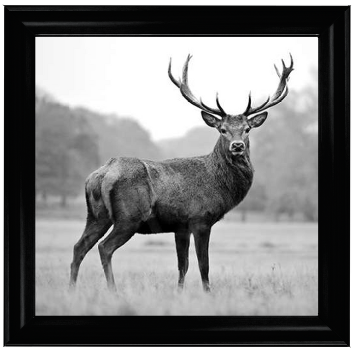 AN007 Proud Deer
