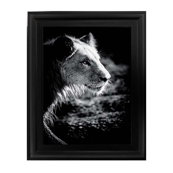 Male Lion III