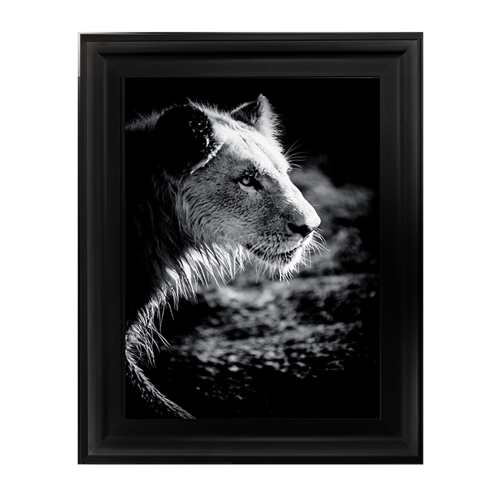 Male Lion III