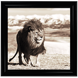 AN046 African Animals Series - Lion A