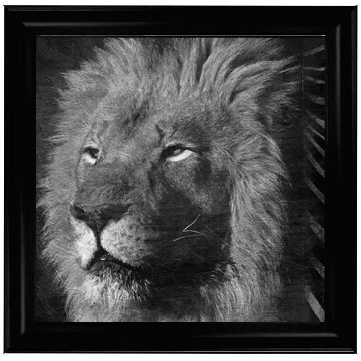 AN047 Animal Instincts Black And White