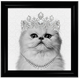 Cat AN057