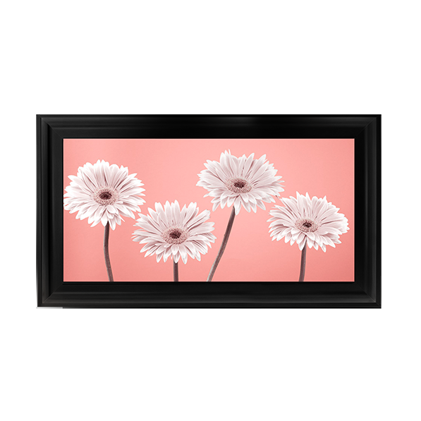 Four Gerberas Nude/White