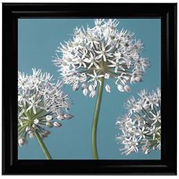 FL043 Three Alliums