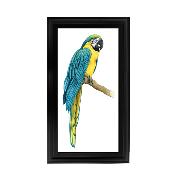 Teal Macaw I