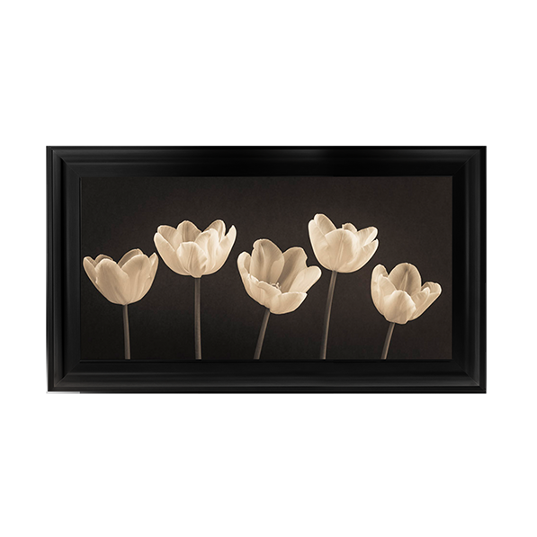 Five Tulips in a row