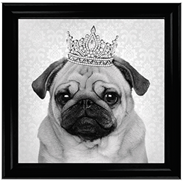 AN056 Pug