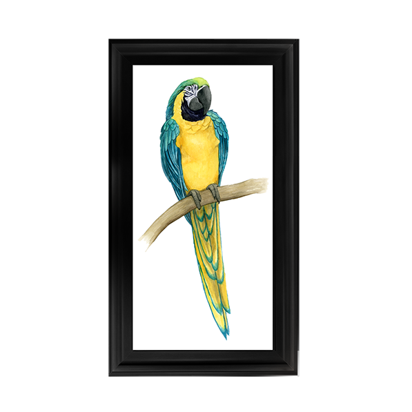 Teal Macaw II