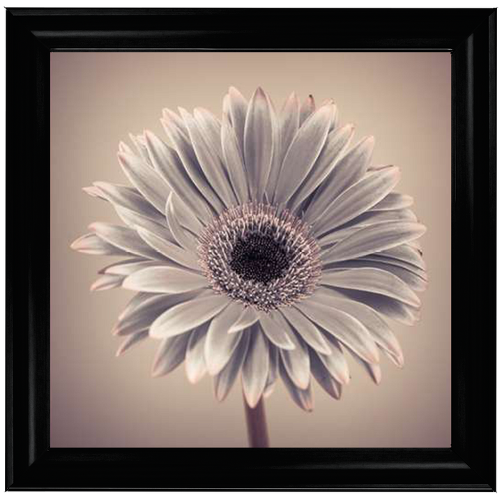 FL013 Pink Gerbera 1