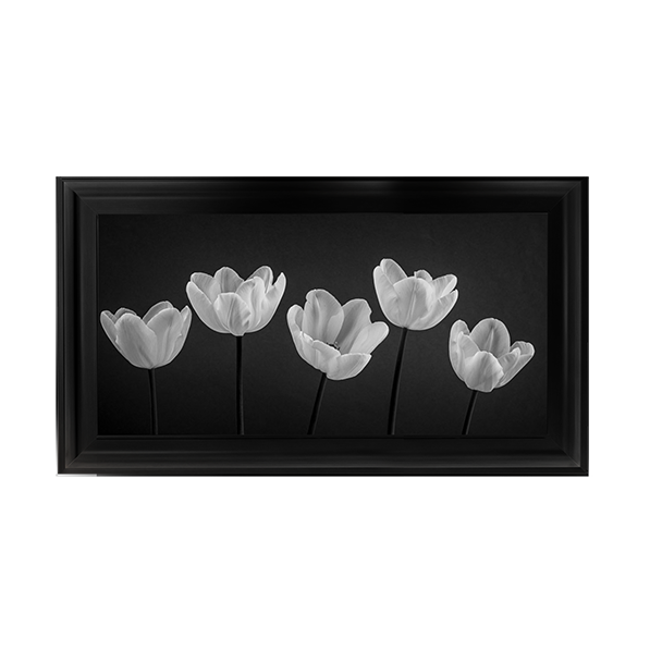 Five Tulips in a row