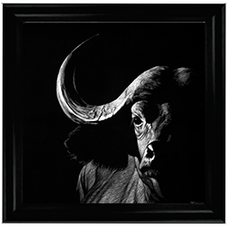 Wildlife Scratchboards VIII