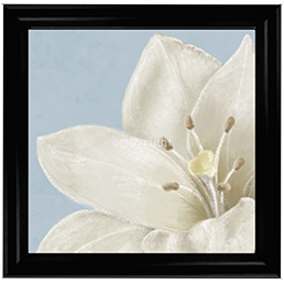 FL018 White amaryllis II