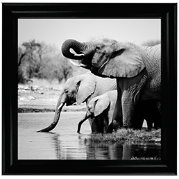 AN037 Namibia Elephants