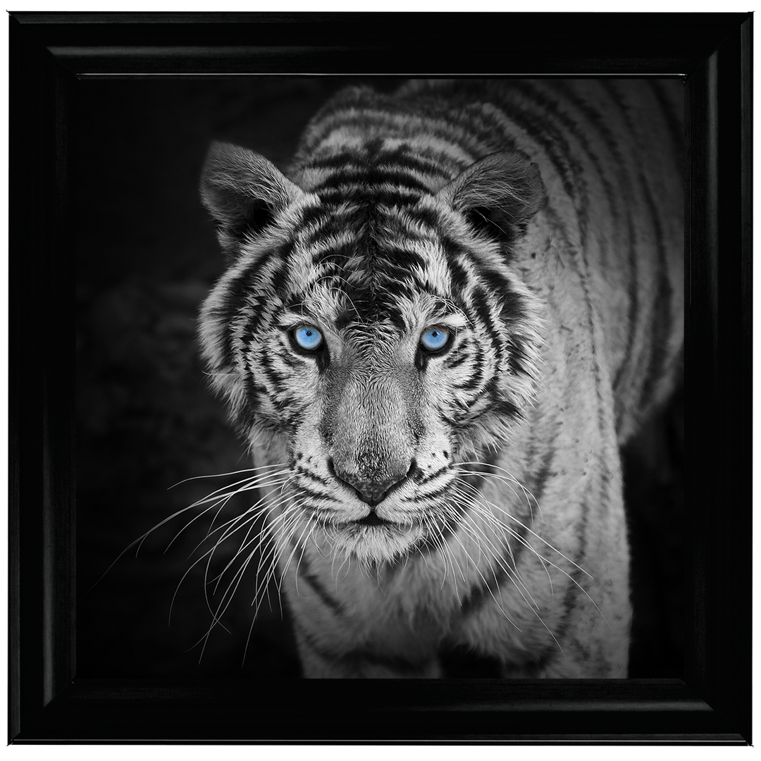 AN001 Blue Eyes Tiger