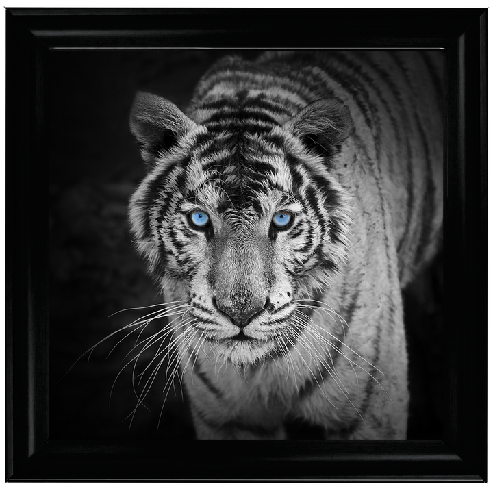 AN001 Blue Eyes Tiger