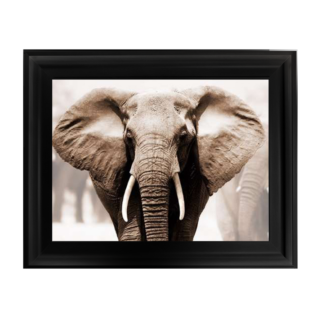 AN071 African Elephant