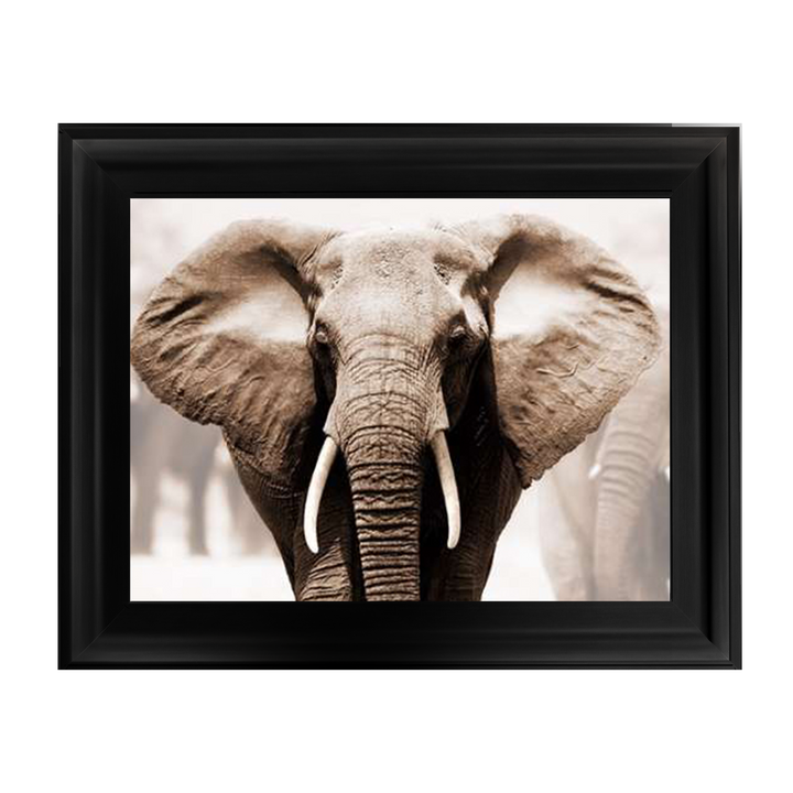 AN071 African Elephant