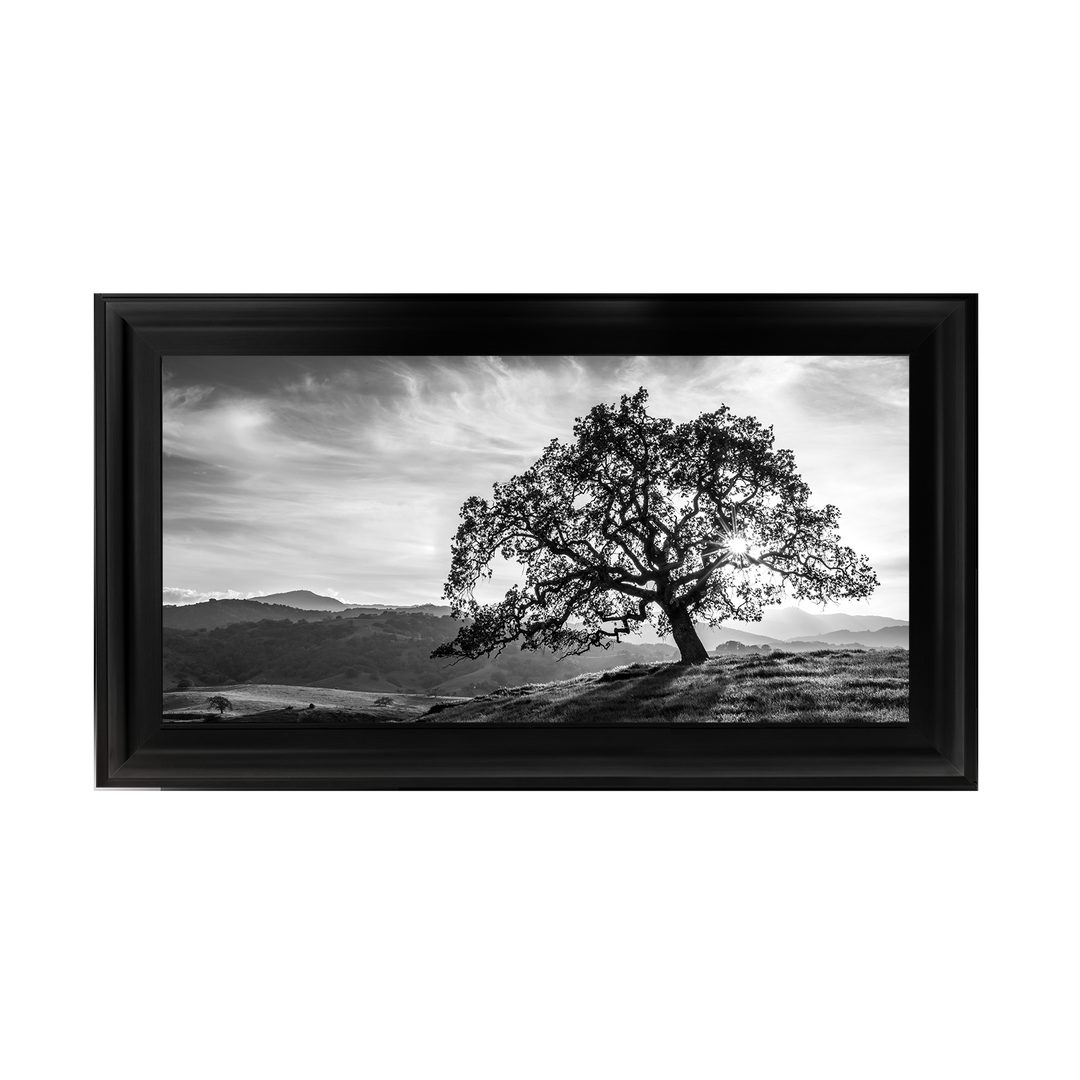 Lone tree black and white