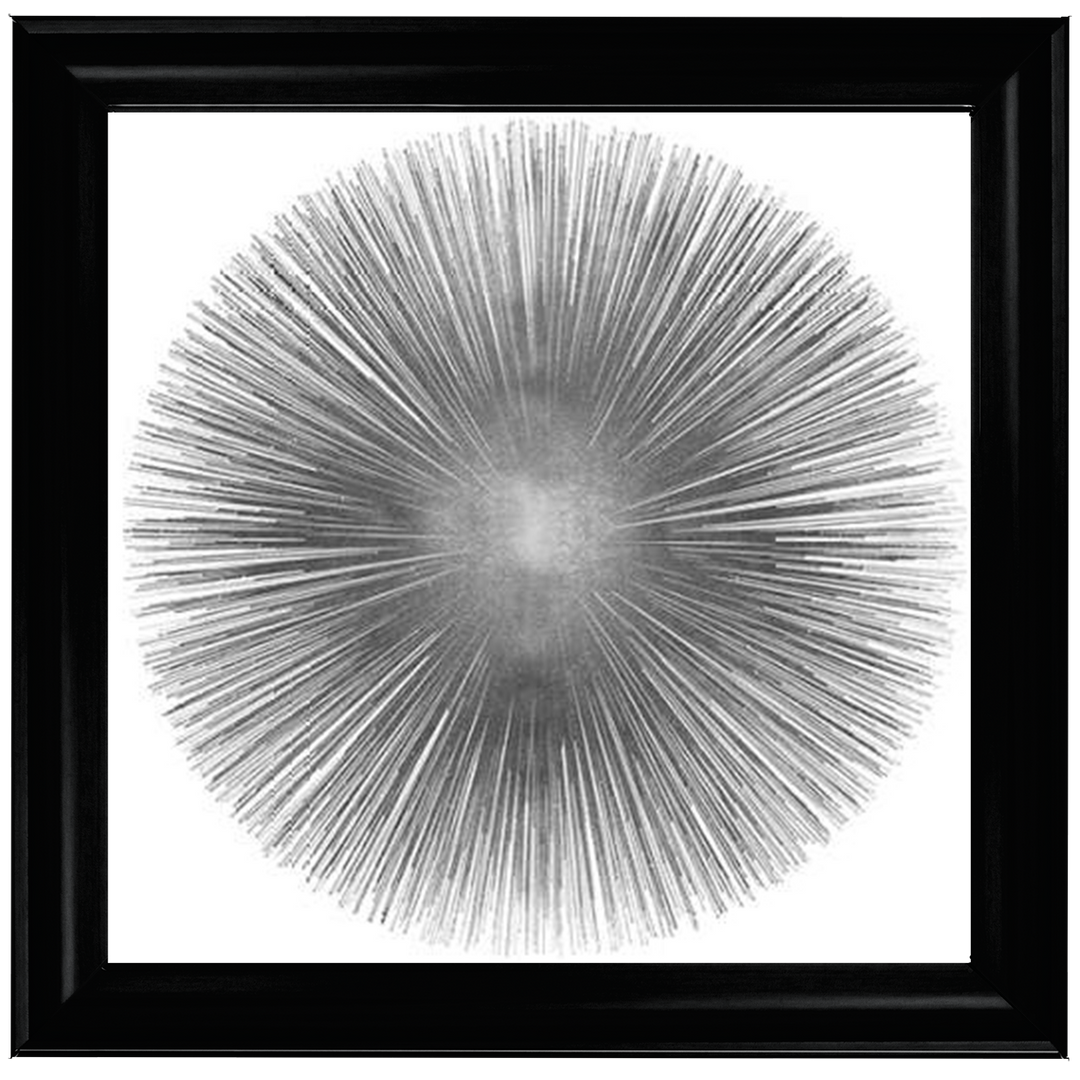 MD002 (AY112556) Silver Sunburst 1