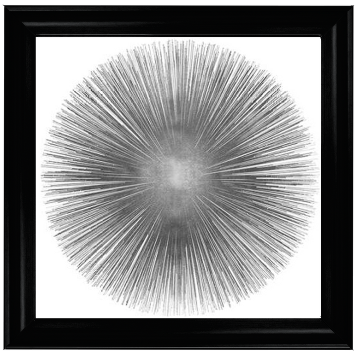 MD002 (AY112556) Silver Sunburst 1