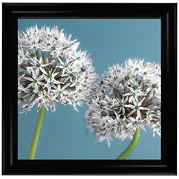 Two Allium flowers