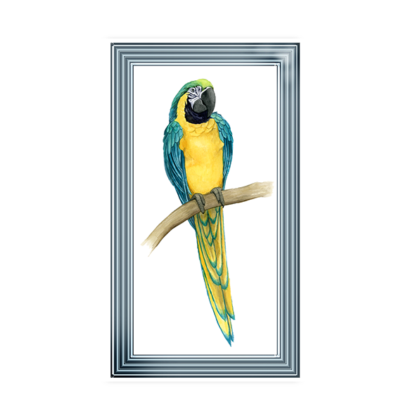 Teal Macaw II