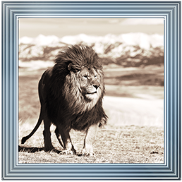 AN046 African Animals Series - Lion A