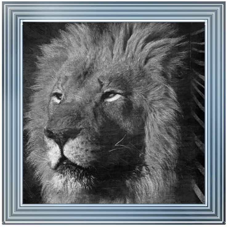 AN047 Animal Instincts Black And White