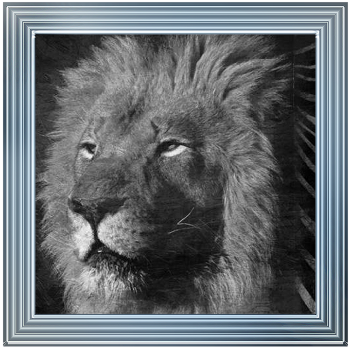 AN047 Animal Instincts Black And White