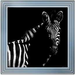 Wildlife Scratchboards IV