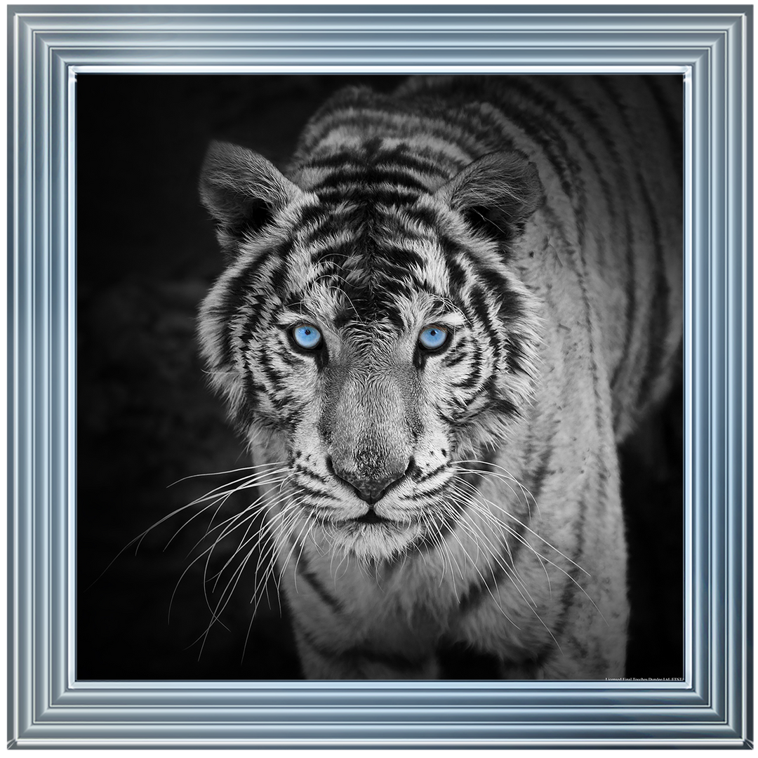 AN001 Blue Eyes Tiger