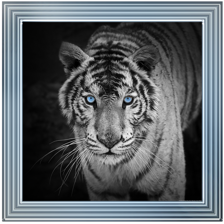 AN001 Blue Eyes Tiger