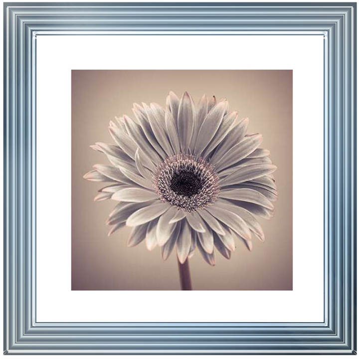 FL013 Pink Gerbera 1