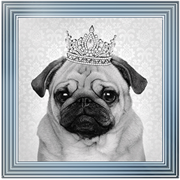 AN056 Pug